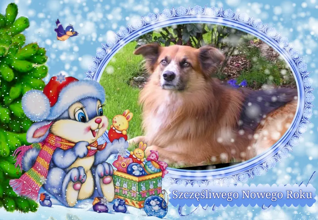 Condolence image of Klaudia mit Misiu❤❤❤Ganz Tief im Herzen❤