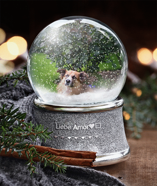 Condolence image of Liebe Amor❤️