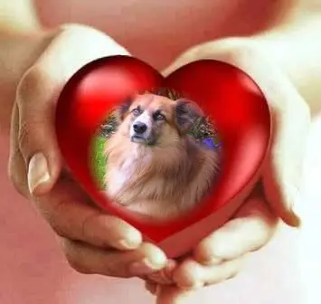 Condolence image of Sonntags Rosen fur Liebe Amor❤️