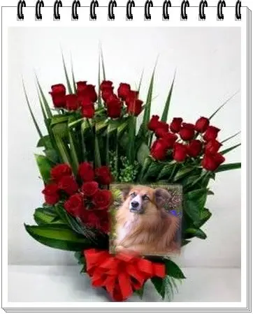 Condolence image of Sonntags Rosen fur Amor❤️