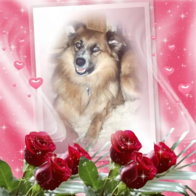 Condolence image of ❤️❤️❤️5. STERNCHEN❤️GEDENKTAG❤️