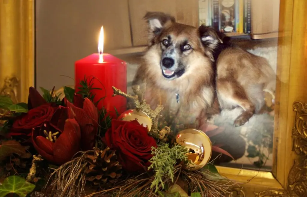 Condolence image of ❤️1. Advent❤️