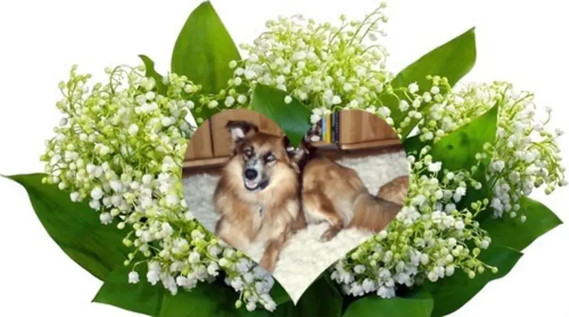 Condolence image of ❤️❤️❤️❤️❤️❤️❤️❤️❤️❤️❤️❤️❤️❤️