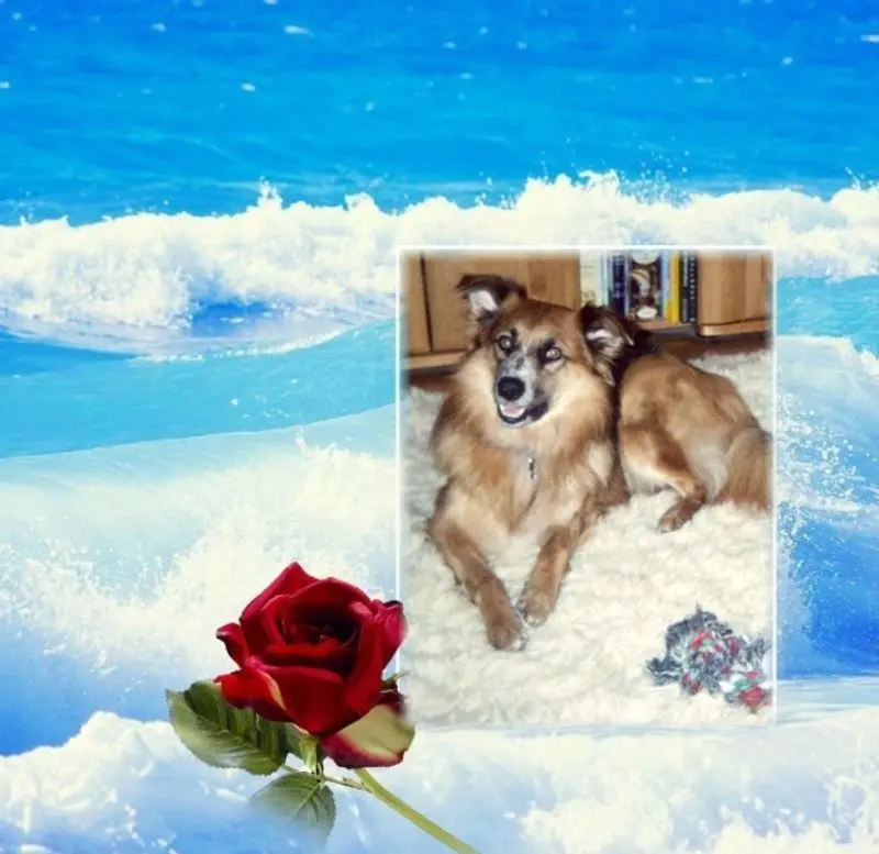 Condolence image of ❤️❤️❤️❤️❤️❤️❤️❤️❤️❤️❤️❤️❤️❤️