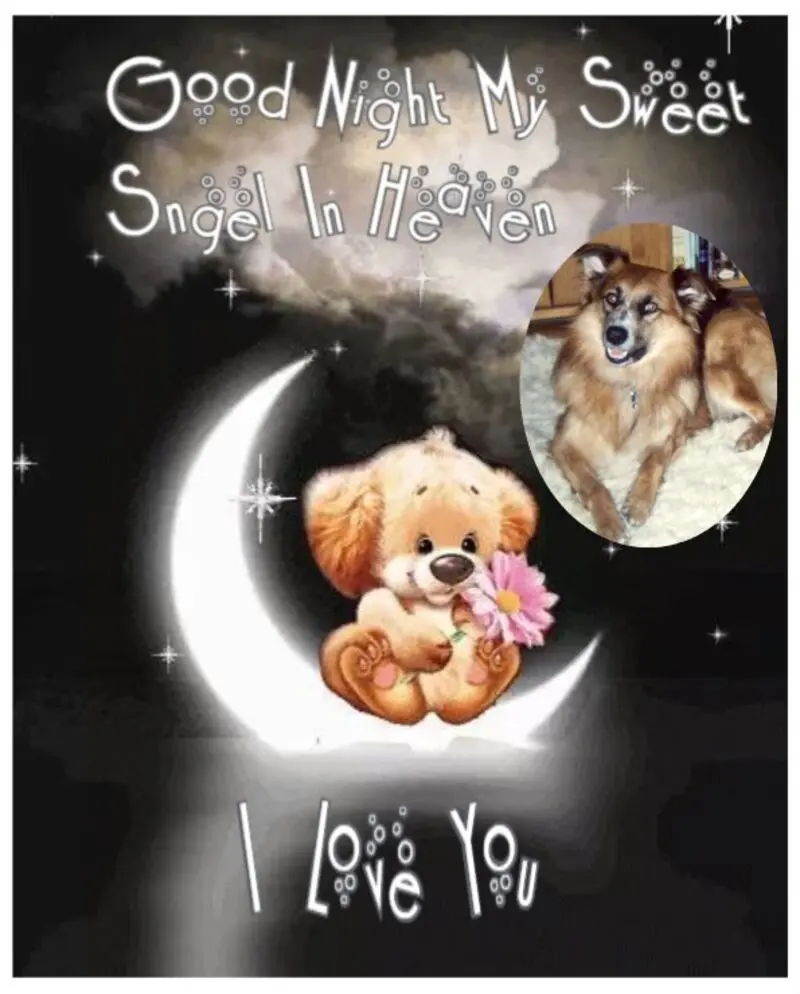 Condolence image of Gute Nacht❤️❤️❤️