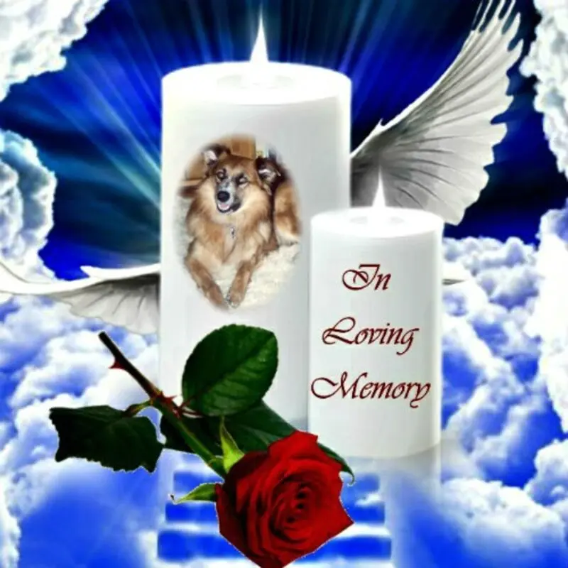 Condolence image of 7.Sternchen❤️Gedenktag❤️❤️❤️❤️❤️❤️❤️