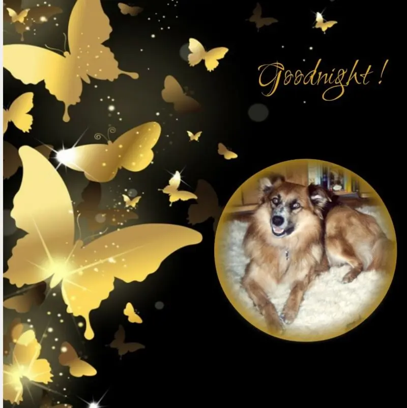 Condolence image of Gute Nacht❤️❤️❤️