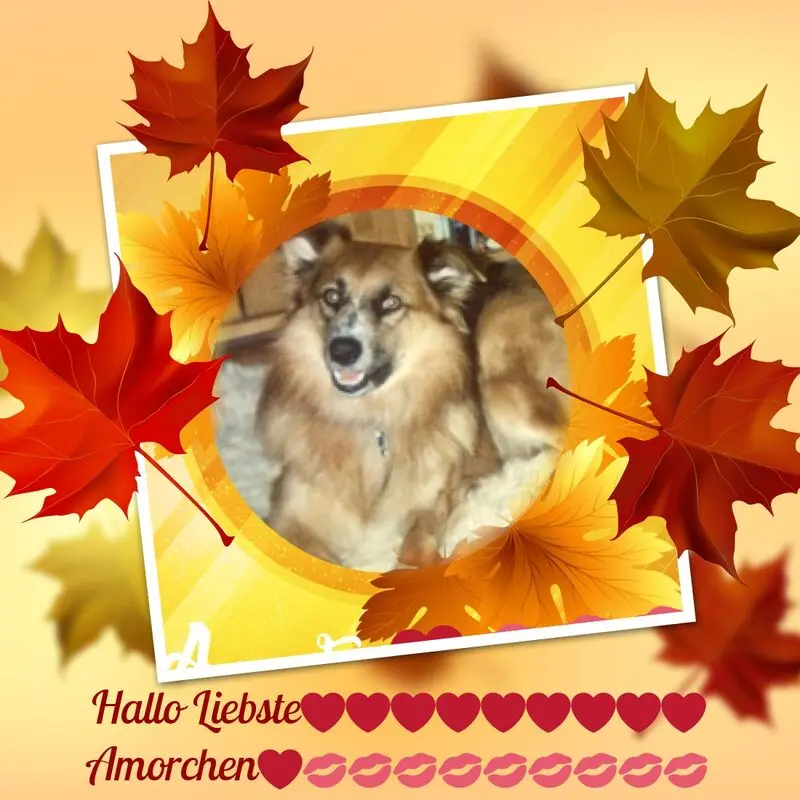 Condolence image of Sonntags❤️Rosen❤️❤️❤️❤️❤️❤️