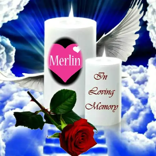 Condolence image of Fur Merlinchen❤