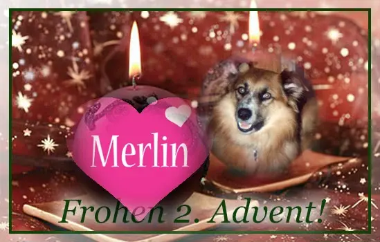 Condolence image of 2.Advent❤❤Rosen❤❤❤❤❤❤❤❤