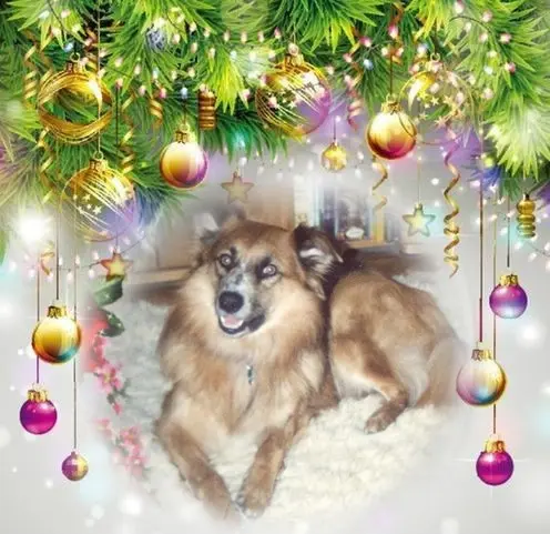 Condolence image of Frohe❤❤❤Weihnachten❤❤❤