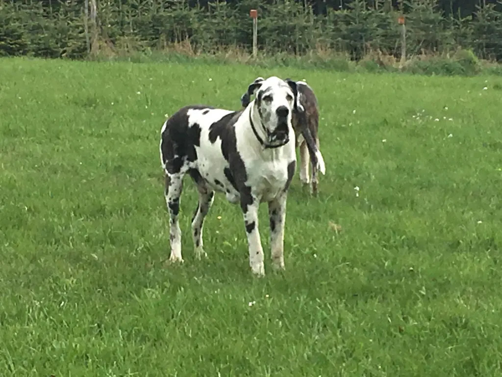 Condolence image of Esther mit Linu