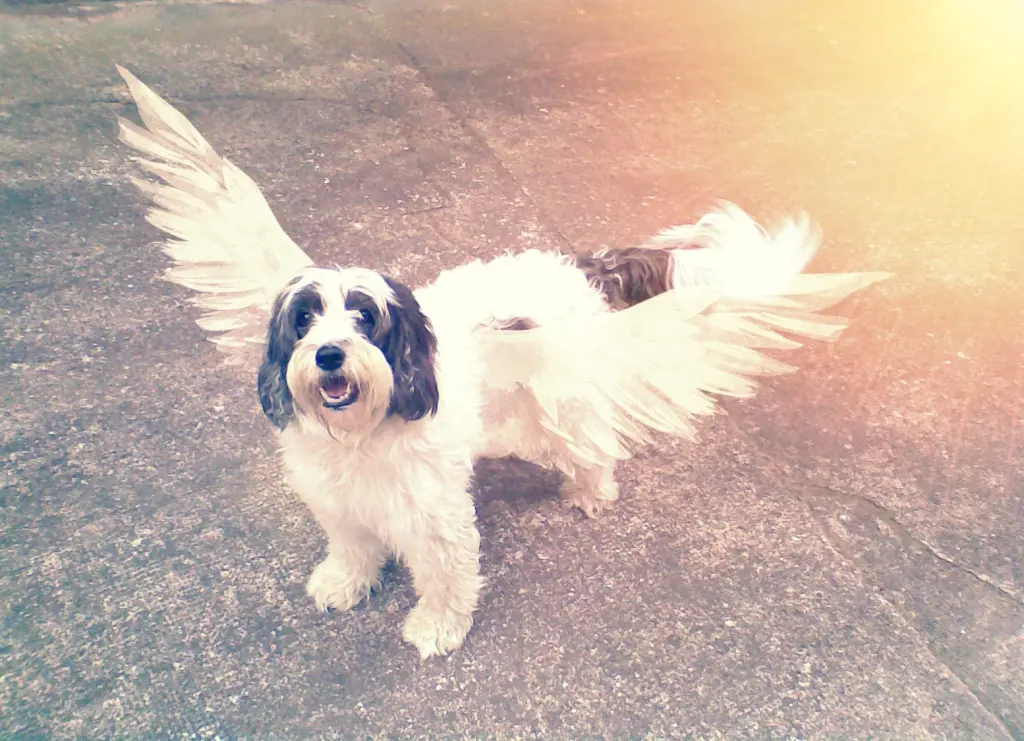 Condolence image of Ramona mit Bobby im Herzen 