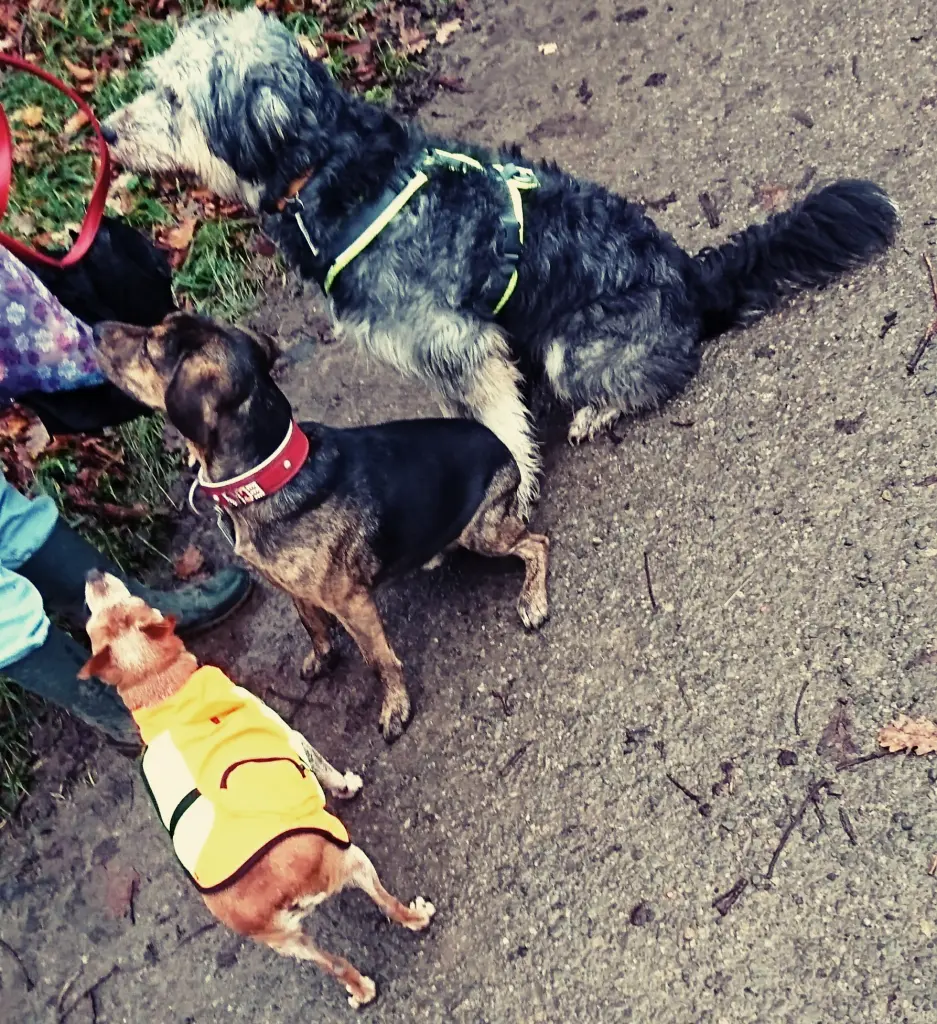 Condolence image of Simone  Sonder 