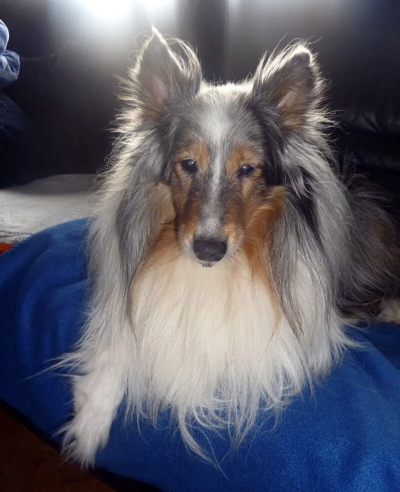 Andachtsbild von Klaudia mit Seelenhund Lucky im Herzen