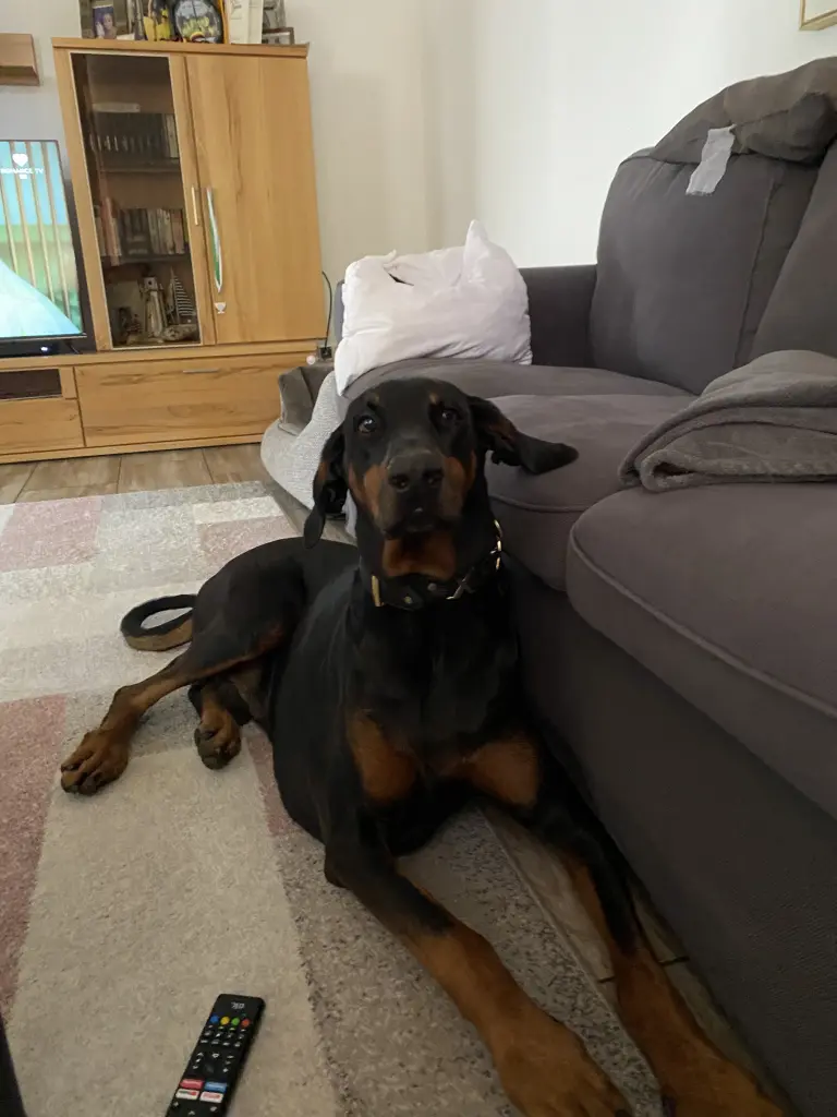 Bild von Rocky