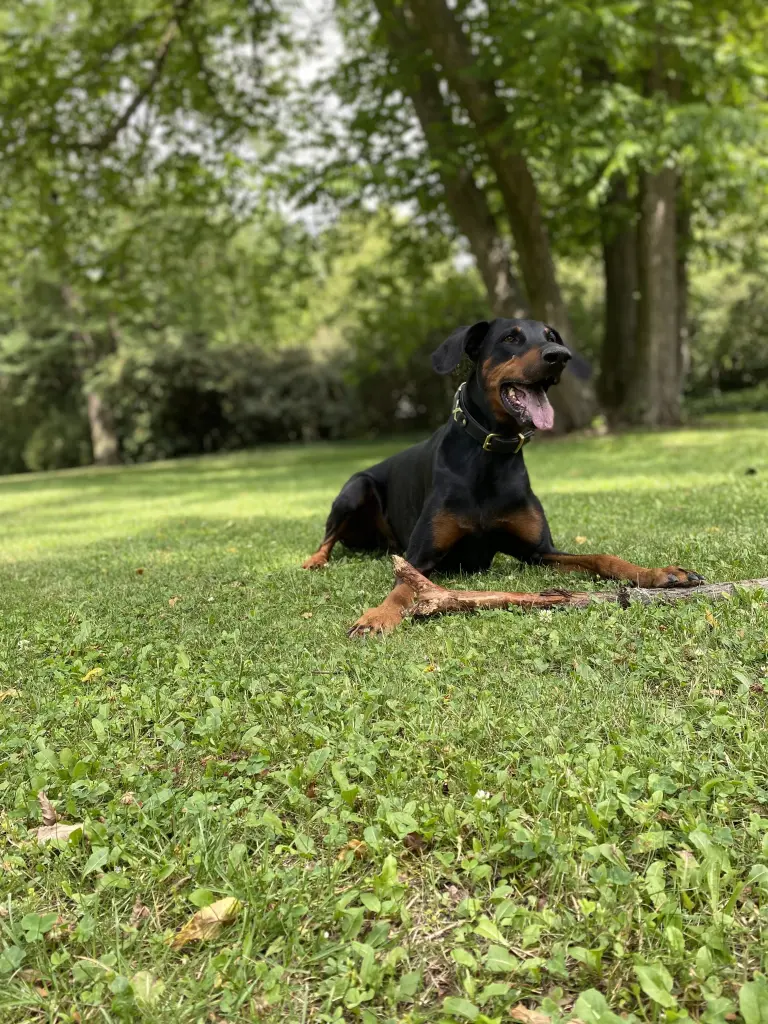 Bild von Rocky