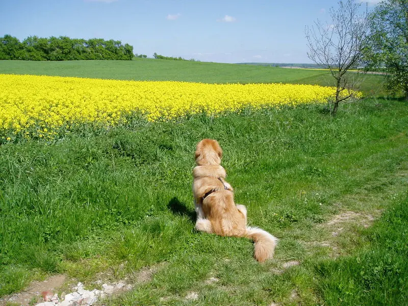 Condolence image of Michael mit Alesca +27.11.2017