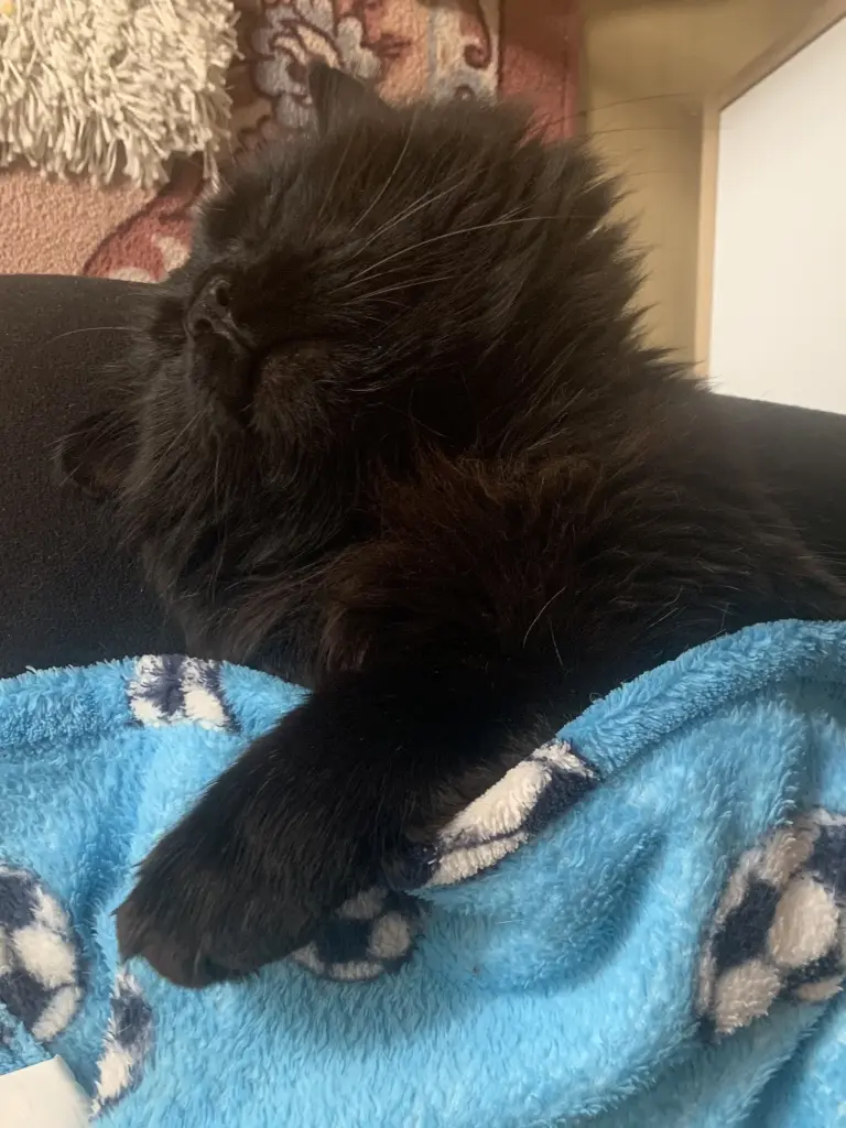 Bild von Blacky