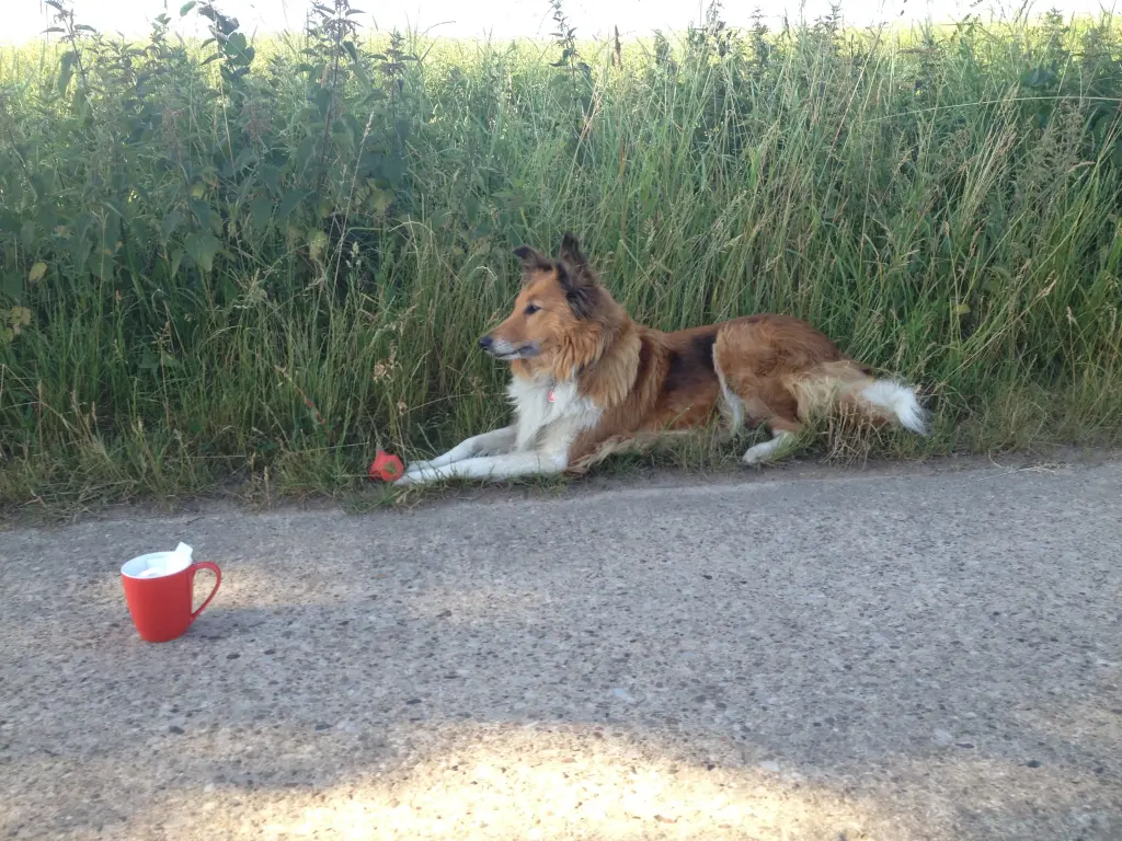 Condolence image of Katharina mit Merle im Herzen