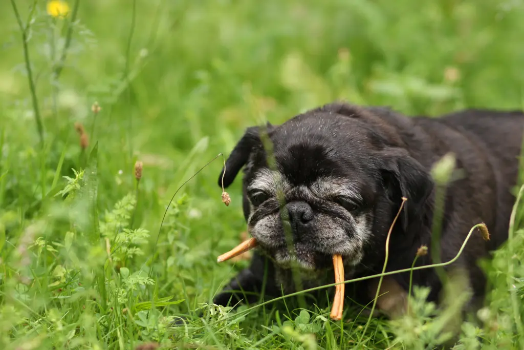 Condolence image of Cornelia mit Bruno & Barni im Herzen