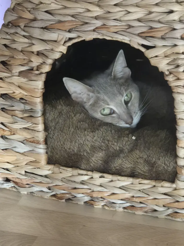 Andachtsbild von Andrea mit Decke und Kitty im Herzen ♥️