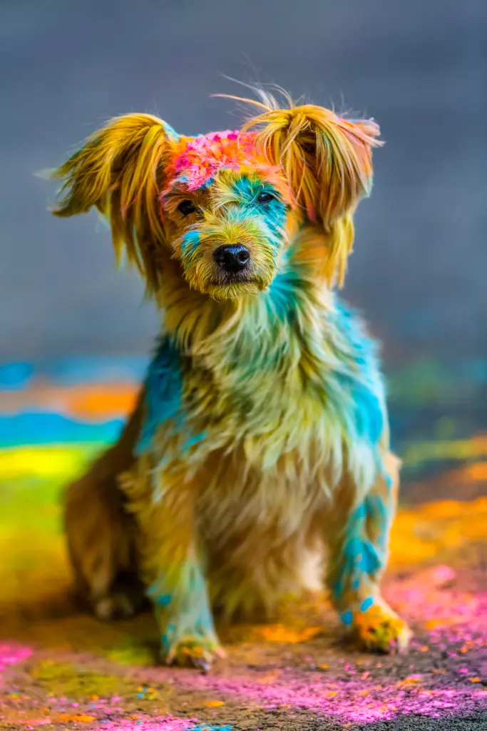 Bild von Stella