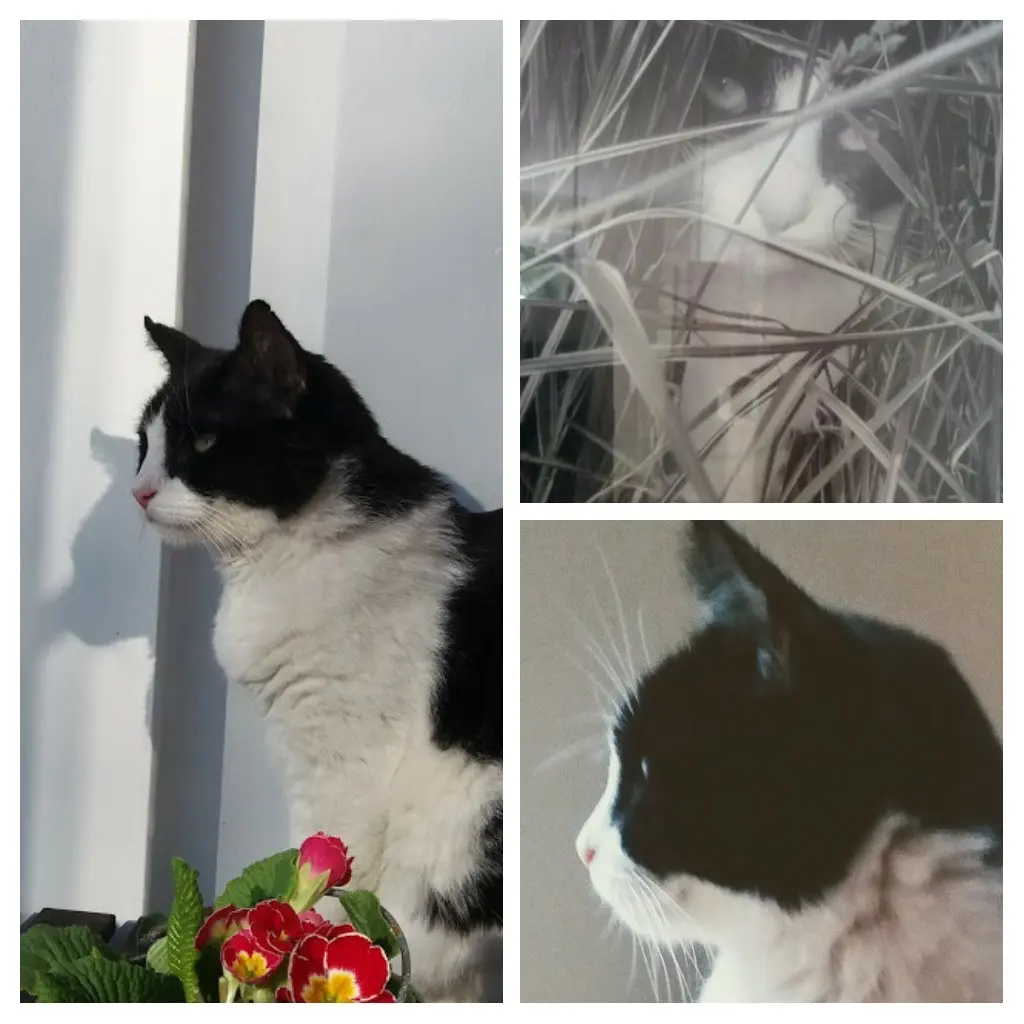 Condolence image of Monika mit Seelenkater Carlo tief im Herzen 