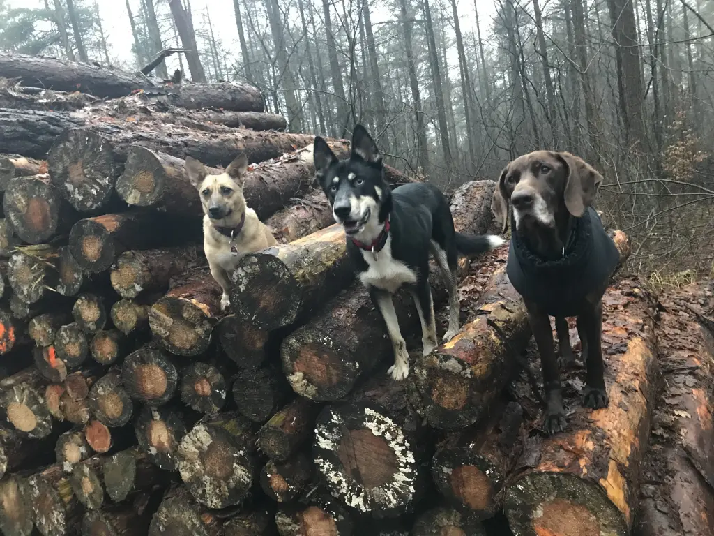 Condolence image of Sonja