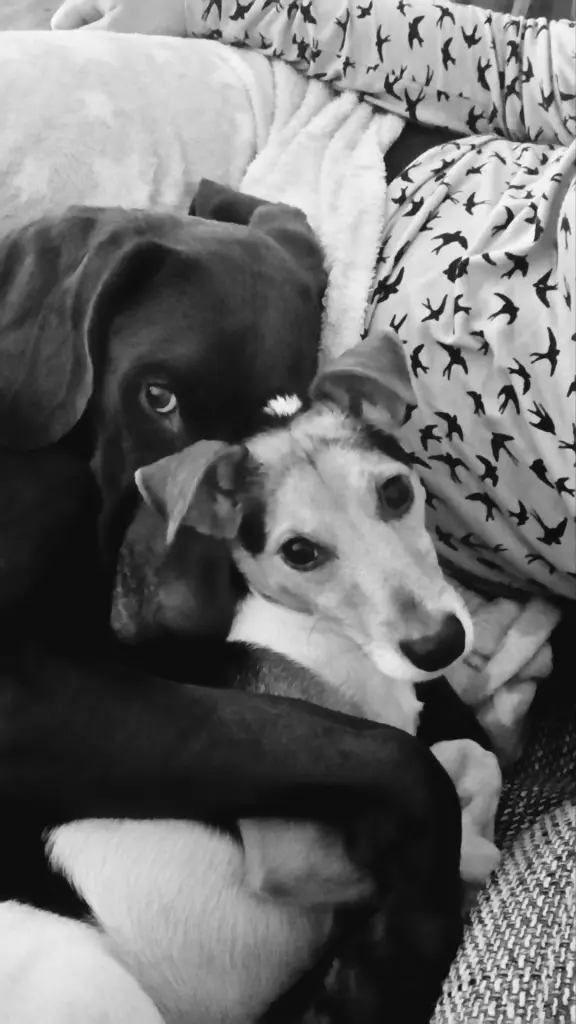 Condolence image of Alica und Thorben mit Pumba