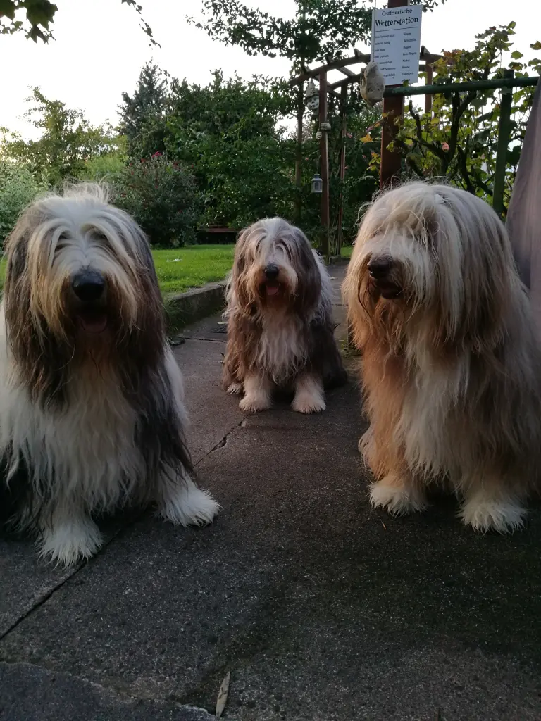 Condolence image of Gerda und Mathias mit Benelli und Sunshine