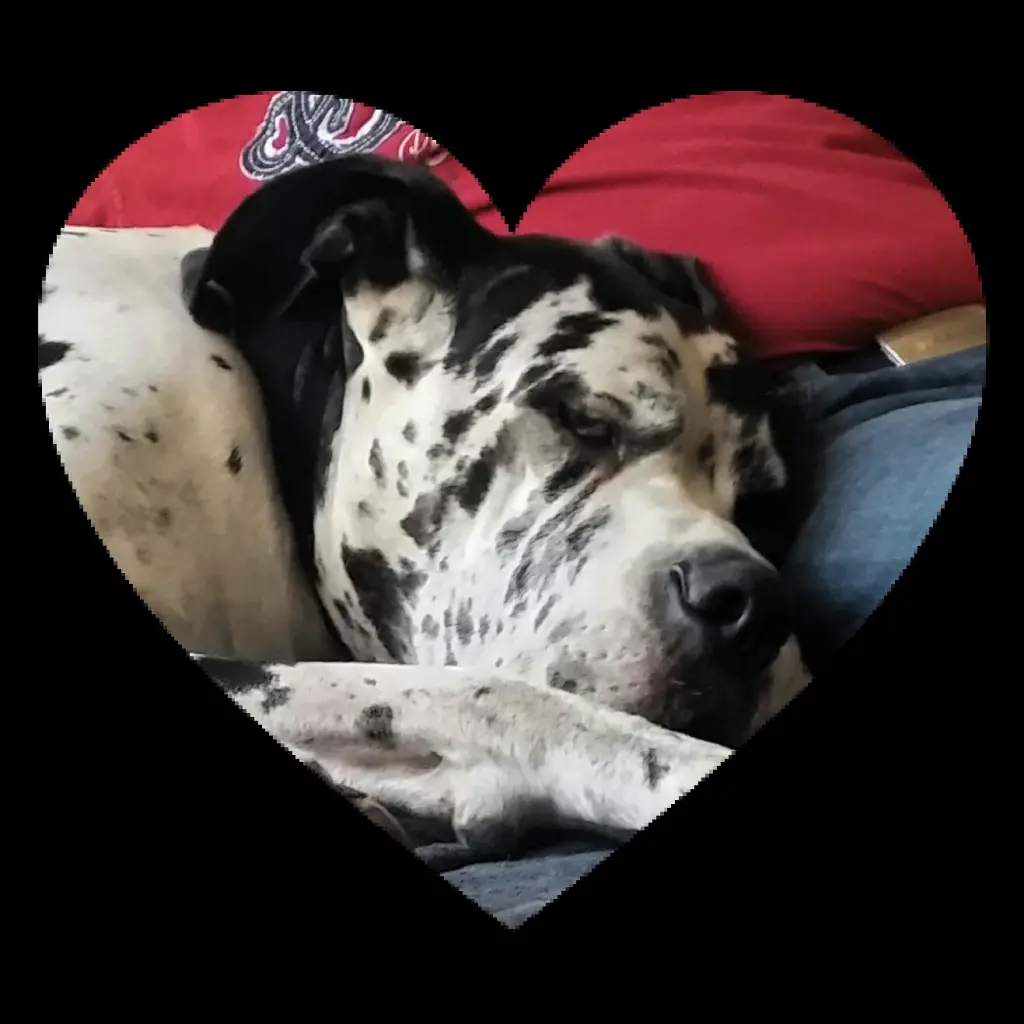 Condolence image of Daniela mit Sniper im Herzen