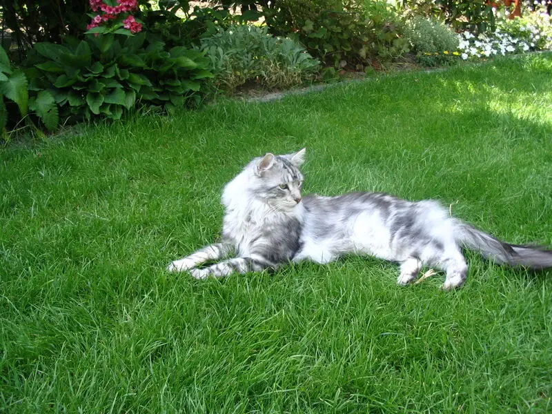 Andachtsbild von Helmy