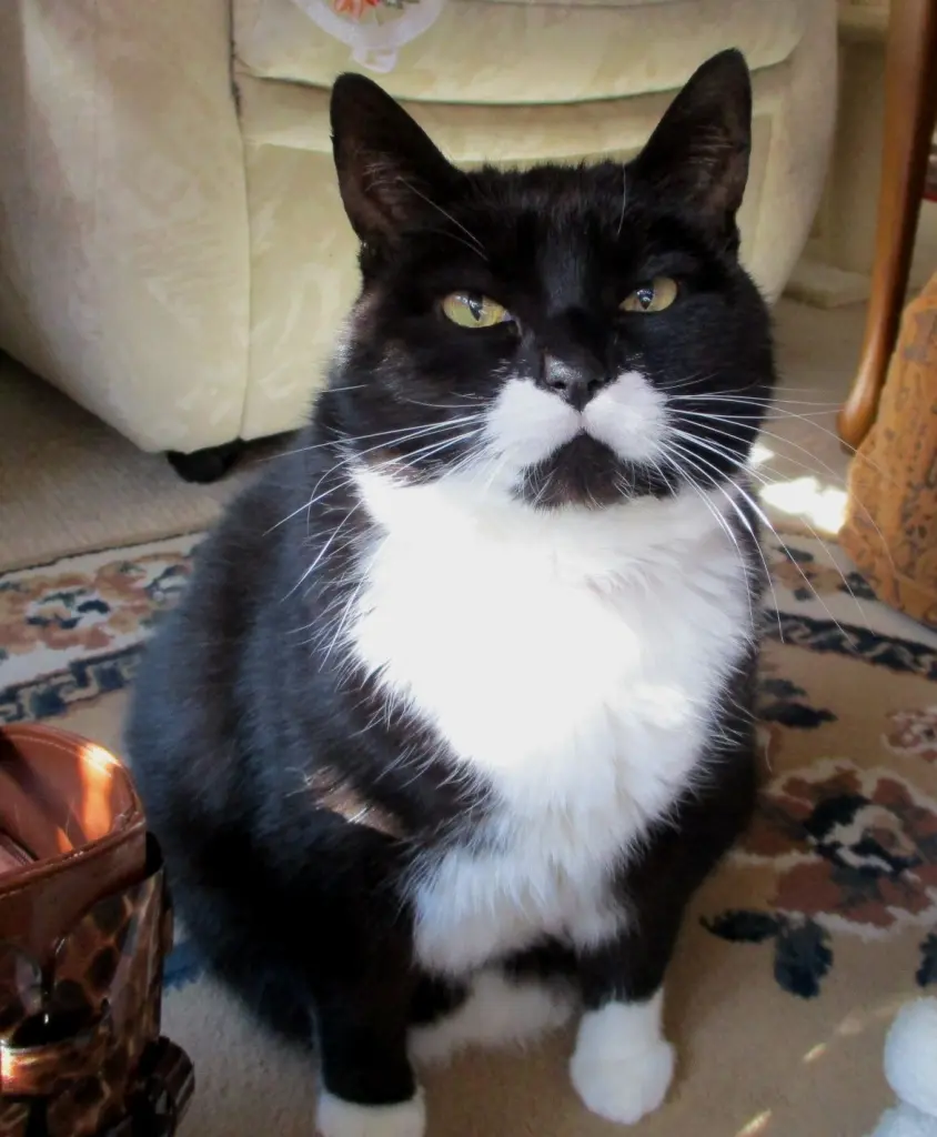 Andachtsbild von Mutti