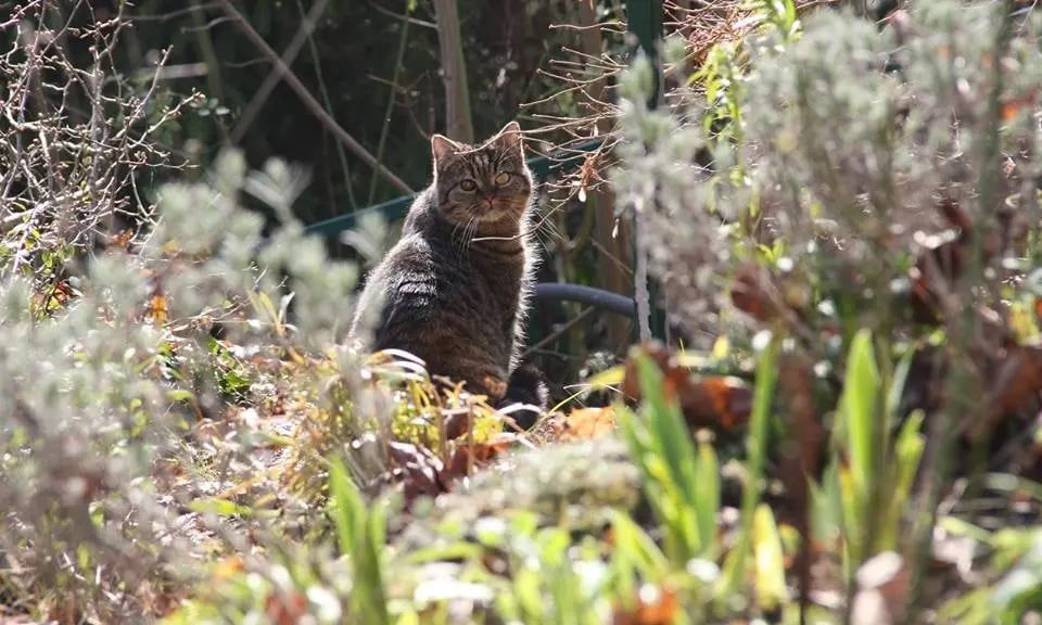 Andachtsbild von Klaus