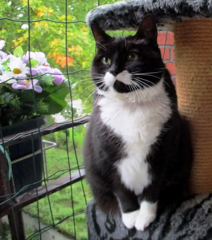 Andachtsbild von Mutti