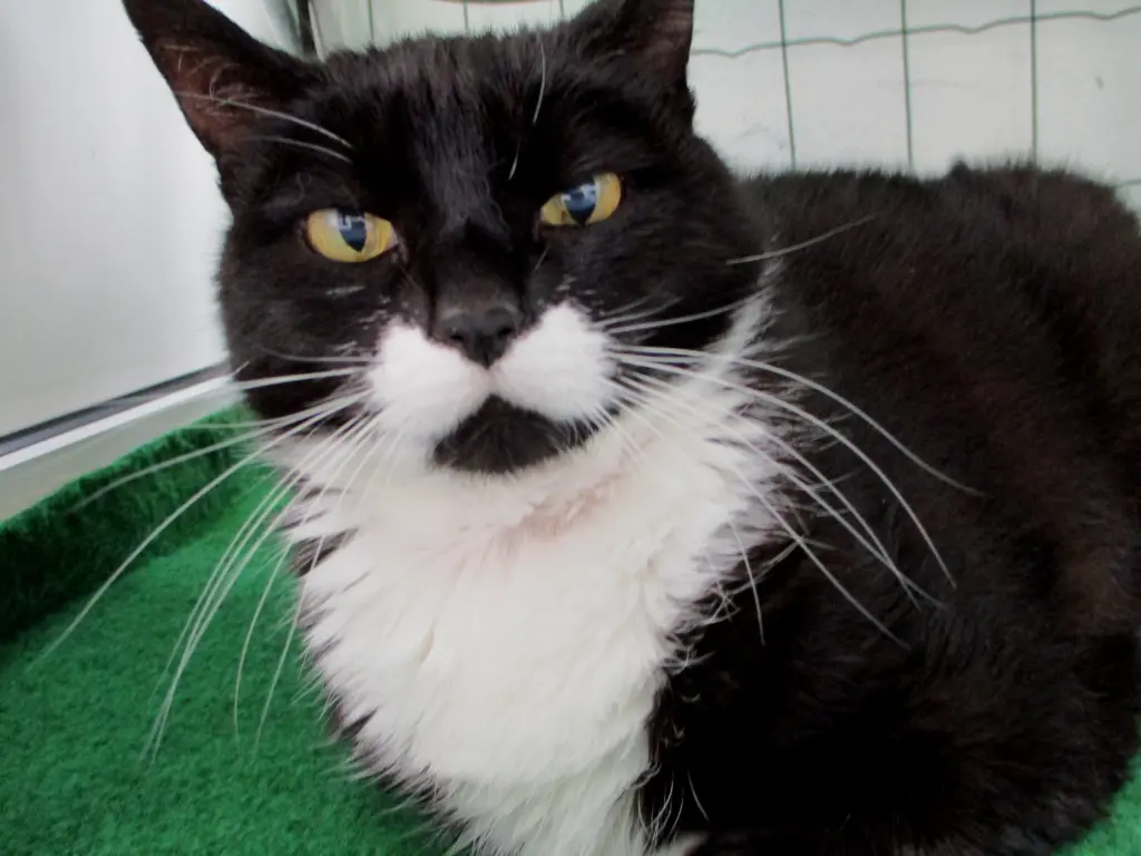 Andachtsbild von Mutti