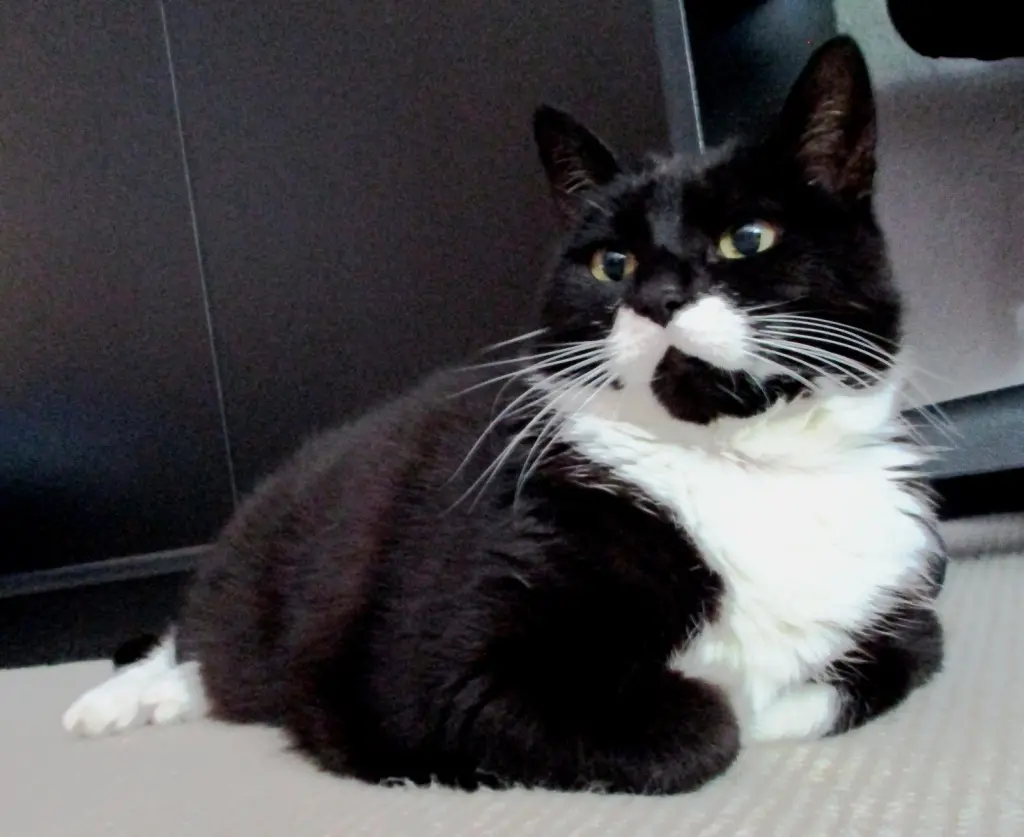 Andachtsbild von Mutti