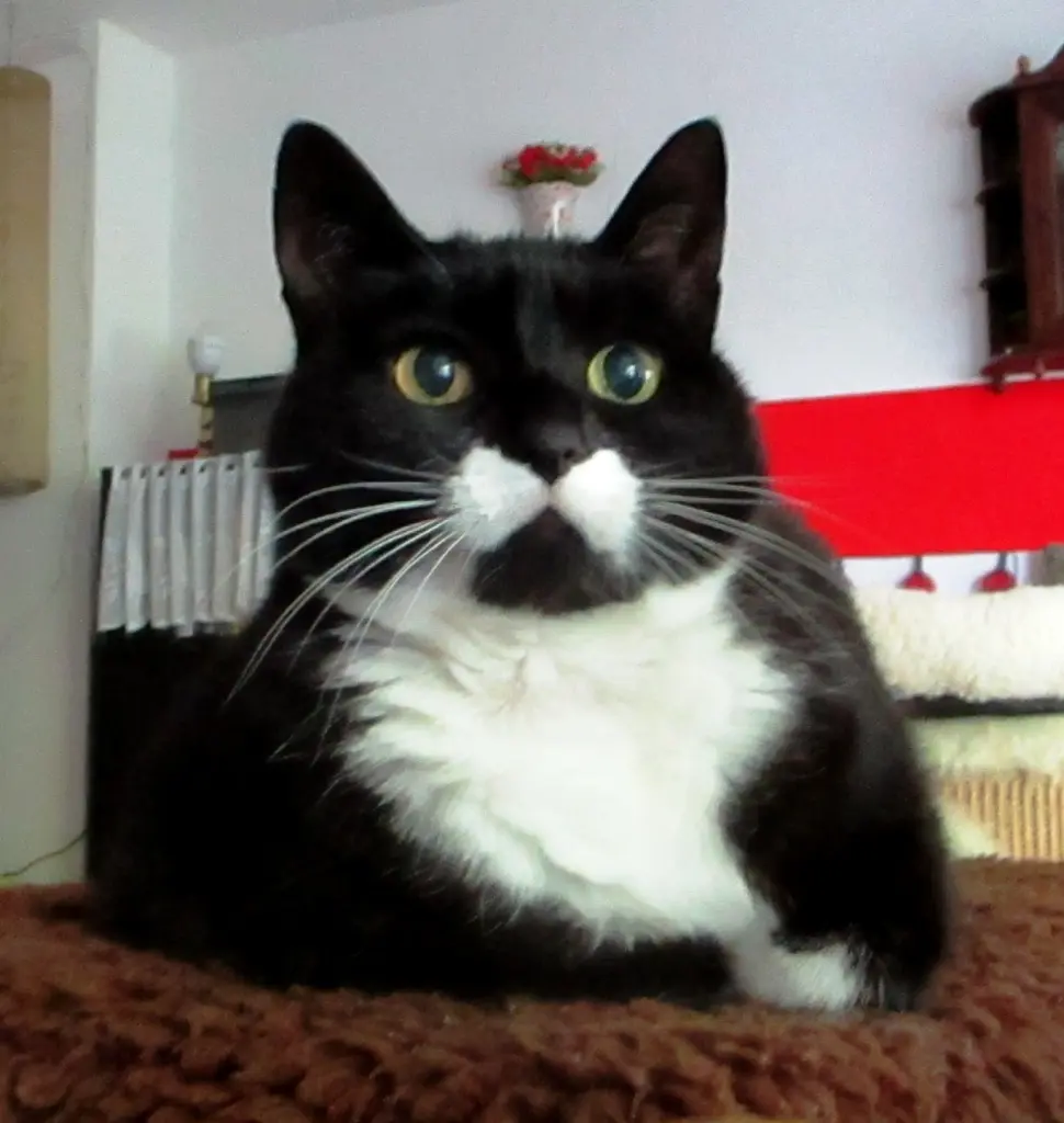 Andachtsbild von Mutti