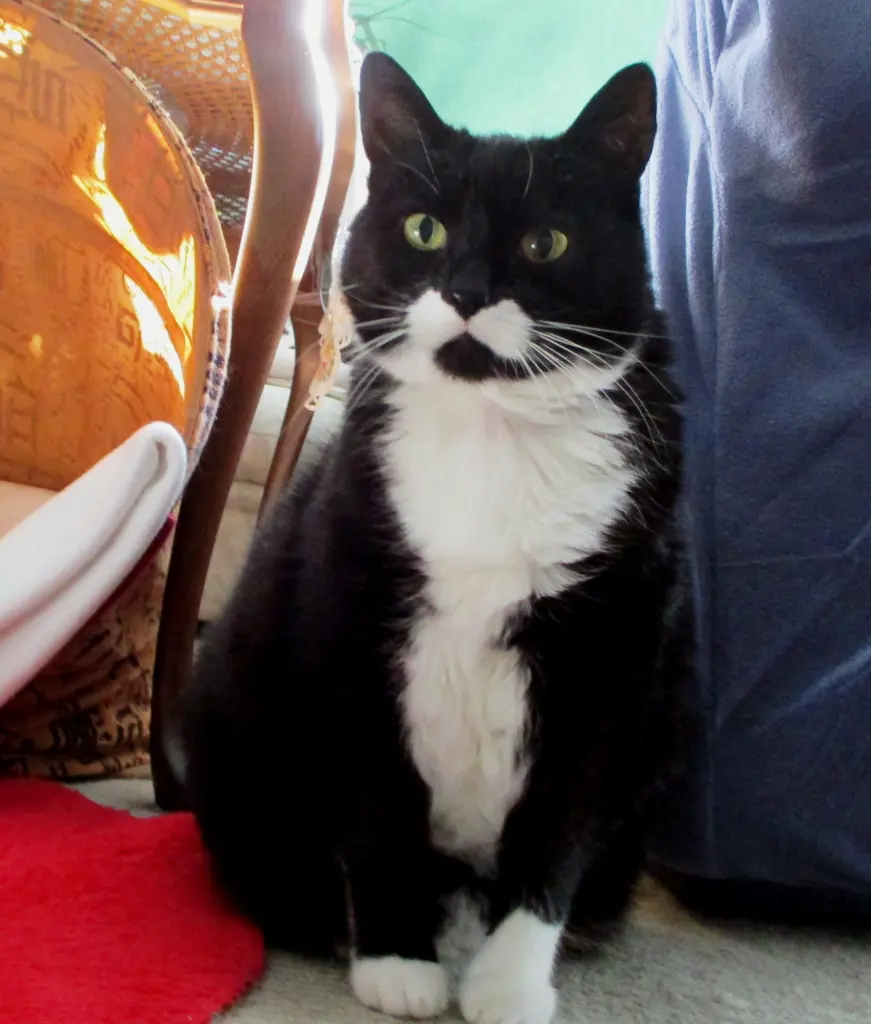 Andachtsbild von Mutti