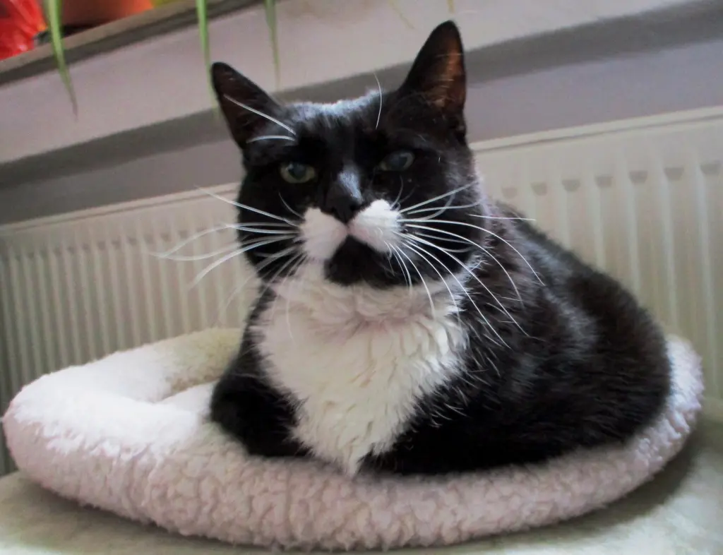 Andachtsbild von Mutti