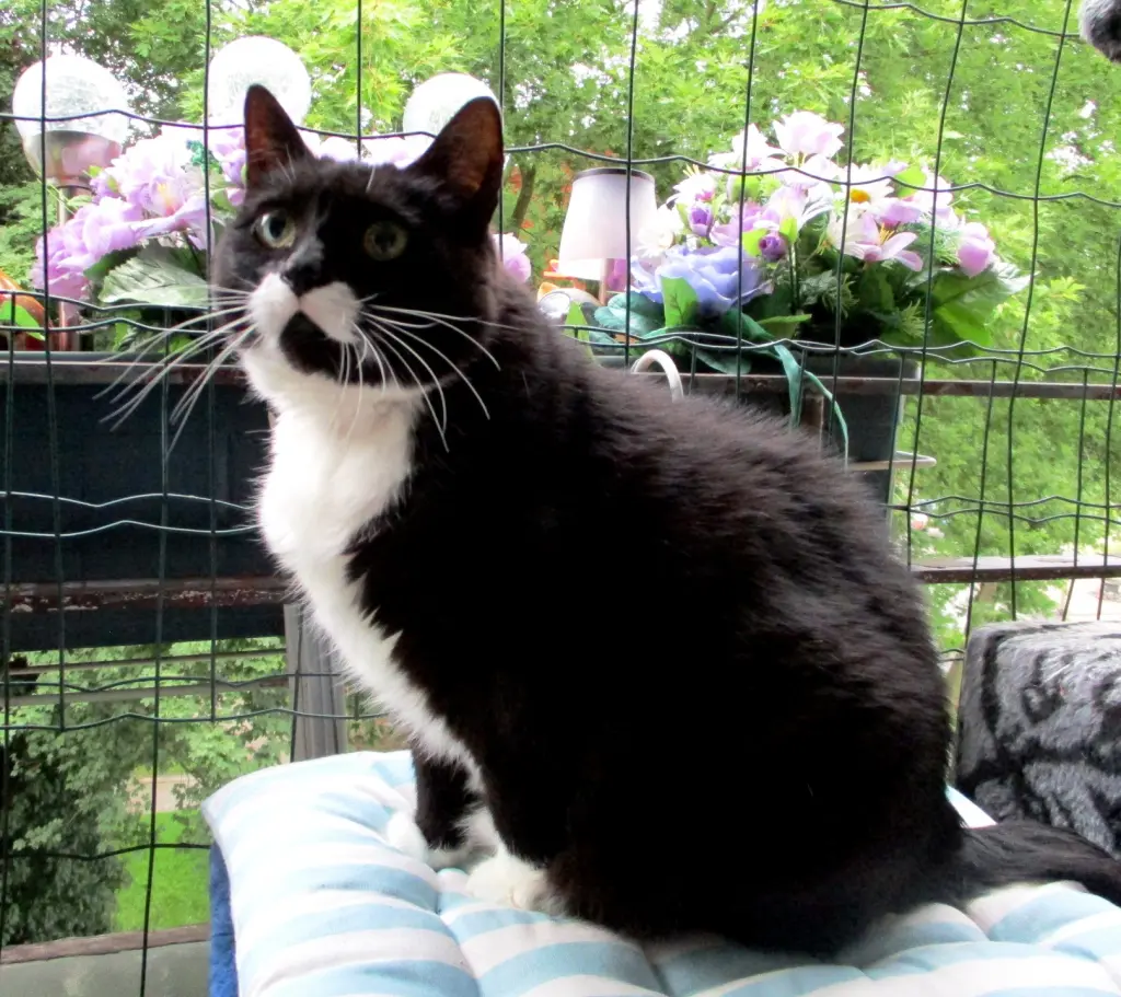 Andachtsbild von Mutti