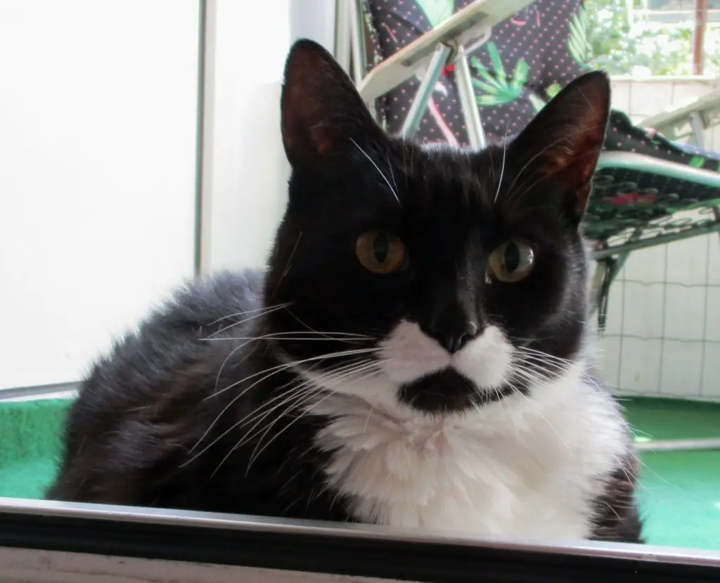 Andachtsbild von Mutti