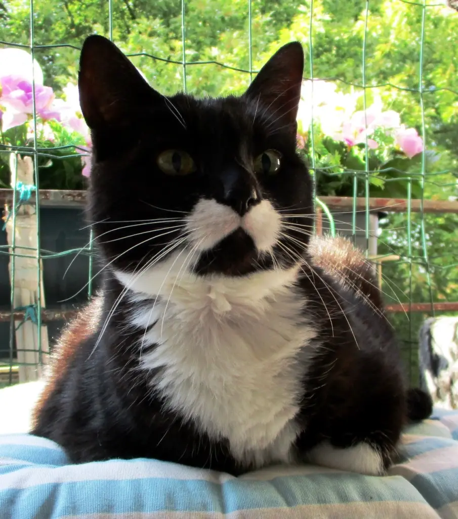 Andachtsbild von Mutti