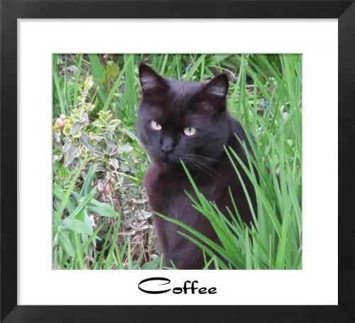 Image from Coffee