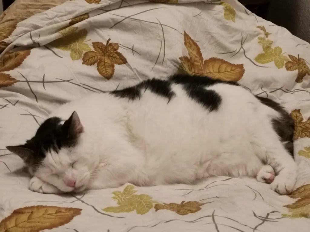 Andachtsbild von Olena mit Lesik im Herzen