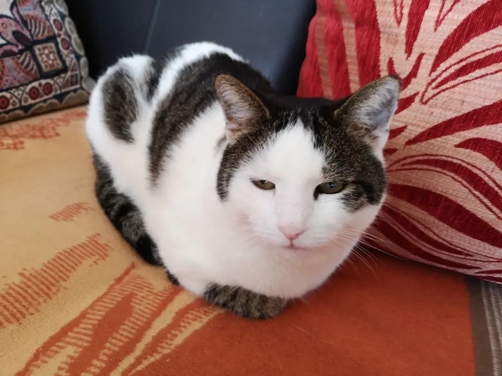 Andachtsbild von Irene