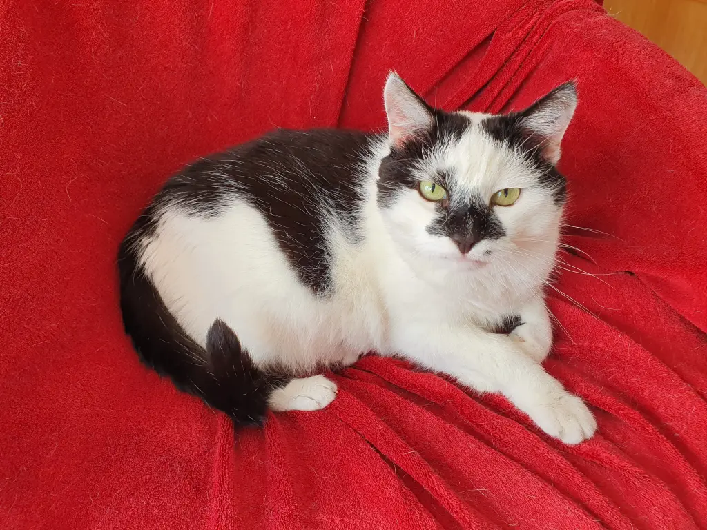 Bild von Gismo (Mops)