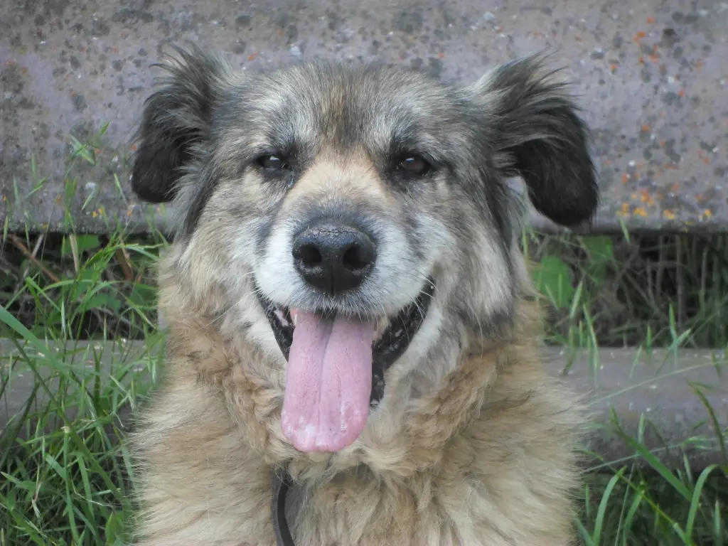 Condolence image of Nicole mit Seelenhund Janto