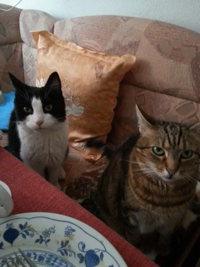 Condolence image of Peter und Marina mit Whisky Gestorben am 25.11.2017